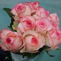 장미 - 쥬밀리아 / 고속터미널꽃시장 꽃도매 서리풀플라워