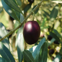 올리브나무 묘목 / 빅펄8 (대과종으로 4그램의 열매가 열려요) / 2년생포트묘 FT206