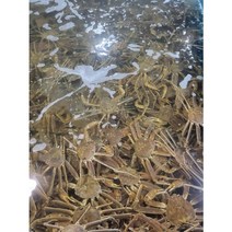 이바다수산 속초 홍게 박달 자숙 대게 스토우크랩 1KG 2KG 3KG, 자숙 러시아 박달대게 3KG(3미), 1개