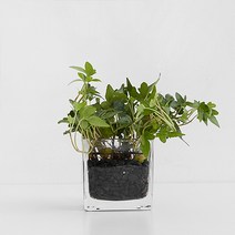 펫플랜트 아이비 수경재배 세트 수중식물, 2.아이비+사각 유리병(중)+흰돌(종이컵2컵)