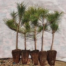 조선소나무 3년생 적송 육송 30~40cm, [ 조선소나무 3년생 30 ~ 40cm ]