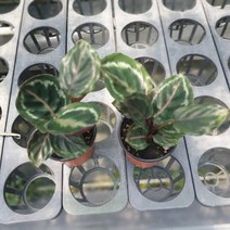 원플원 2개 칼라데아 메달리온 소품 15~25cm 97