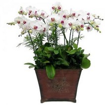 호접란30 동양란 동양난 서양란 서양난 승진, 물받침대