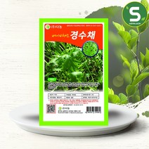 솔림텃밭몰 베이비경수채씨앗 30g 베이비채소 경수채씨앗 경수채, 단품