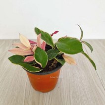 러브코리아 환희호야(소) 꽃피는호야 실내공기정화식물 공기청정식물, 단품, 1개