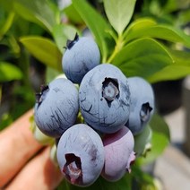 착한가격 나무생각 / 블루베리 / 블루칩 / 4년생 / 결실주, 주