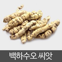 백하수오씨앗 백수오씨앗 하수오씨앗 ( 50알 )