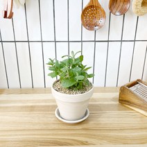 1+1 애플민트 키친허브 화분 세트 로즈마리 딜 바질 베란다 텃밭 허브 키우기, H04.애플민트, H04.애플민트
