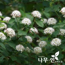 [나무인] 자엽중산국수나무 묘목 5그루