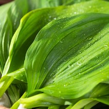 강원도 홍천 유기농 울릉도종 산마늘 (잎명이나물) 생채 (1kg)
