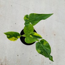 무늬알로카시아 수입식물 25~35cm 249