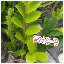 꽃나라엘리스 금전수-중/행운과 금전이 들어오는 나무