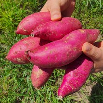 [익산원예농협] 달콤한 꿀 고구마 5kg(특품 100~300g), 1box, 5kg