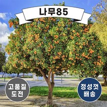 (나무85) 귤나무 7종 시리즈, 5.유주 7치