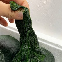 23년산 완도 장흥찰매생이 3재기, 매생이(400g 내외)_3재기