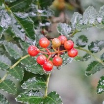 초피나무 묘목 1년생 5주 묶음 약용수 제피나무