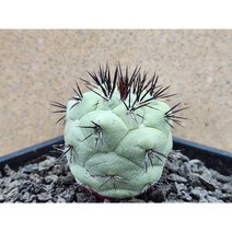 선인장/맥도가리-3120 아프리카농장, 1개