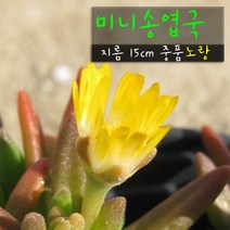미니송엽국 노랑 지름 15cm 중품 다육화분, 1개