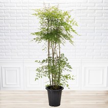 [화수분] 실내공기정화식물 남천 사계절나무 특대품 기본화분, 1개