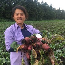 제주도 무농약 햇 레드비트 5kg, 제주 무농약 햇비트 5kg (상/13개 전후), 1개