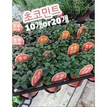 초코민트-10개or20개/허브는 잎이나 줄기가 식용과 약용으로 쓰이거나 향과 향미로 이용, 10개