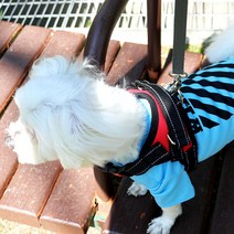 로마팸 애견 소형견 중형견 대형견 앞섬방지 H형 목줄 가슴줄 리드줄 하네스, 안전그립심플하네스, 국기패턴