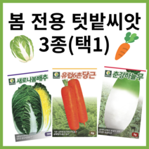 주주씨앗 봄 전용 텃밭씨앗 3종 / 봄 배추 봄 당근 봄 무 무우 / 춘강하늘무 유럽6촌당근 새로나봄배추 종자 씨 파종 작물 여름, 봄배추(새로나)300립