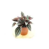 멘도자페페 소품10x9 - 묘목