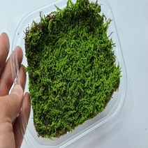 털깃털이끼 코케다마이끼 공기정화식물 천연 자연산 생이끼 코케다마 / 테라리움 / 비바리움 / 석부작 사용 이끼식물, 한판(34 x 50)
