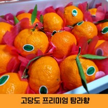 [오늘의마켓] 고당도 프리미엄 선물용 탐라향 3kg 5kg GAP인증 정말 달아요!, 프리미엄 선물용 5KG