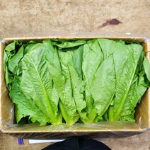 통로메인 상추 1kg, 1개