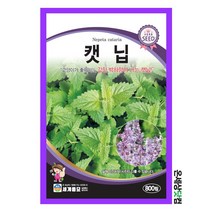 캣닙 800립/ 허브씨앗 허브씨 허브키우기