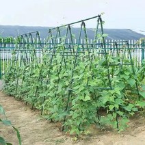 넝쿨식물지지대 울타리 식물 포도 텃밭 오이 지주대, 길이 240 높이 240cm