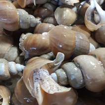 포항 백골뱅이 활 백골뱅이 1kg 2kg 백골뱅이 생골뱅이 골뱅이 백고동 구룡포, 골뱅이1kg(소)