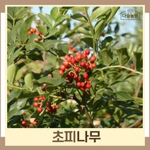 초피나무 묘목 실생2년생 뿌리묘 5개