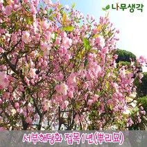 착한가격나무생각 서부해당화 접목1년 뿌리묘 5주묶음, 주