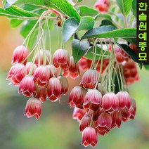 단풍철쭉 방울철쭉 묘목 포트묘, 01. 아미 12cm 포트
