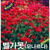 (희귀씨앗) 벨가못 (모나르다) 레드 8립