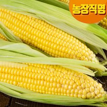 냉동/귀한분께 선물하는 초당 옥수수/못난이/특품 2가지/, 6개입, 냉동 달고나 초당옥수수_특품/20센티이상/선물용