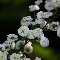리서스원예 장미조팝나무 꽃나무 노지월동 장미조팝묘목 포트묘, 장미조팝