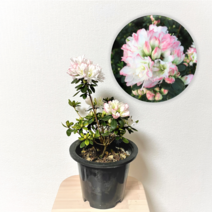 모나리자철쭉 소형 철죽묘목