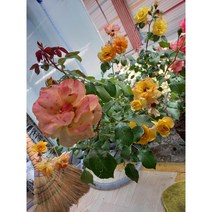삼색사계넝쿨장미/사계줄장미/사계장미/장미꽃