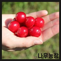 (나무농장) 점보앵두(대과종) 접목1년 묘목