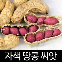 자색 땅콩 씨앗 종자 재래종 토종 콩 peanut seed 20g