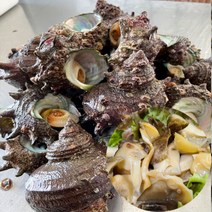 [식품의전당] 자연산 통영 활 생물 뿔소라 참소라 소 중 대 특대 숙회 구이 서해안 국내산 1kg 2kg 3kg, 통영 활뿔소라 1kg