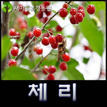 체리나무 체리나무묘목 유실수 조경수 꽃나무, 1개