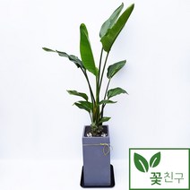 꽃친구 극락조 여인초 개업 화분 축하 화분 집들이 사무실 실내 전국 당일배송, 극락조 사각분 1호+물받이받침(8.000원)