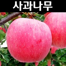 사과/미얀마 나무 묘목 접목1년 뿌리묘 1개/유실수/과수