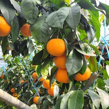 [산지직송] 제주 서귀포 고당도 황금향 1kg, 중과