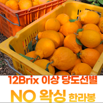 고당도 한라봉 제주 기성농장 10kg가정용, NO왁싱 한라봉 10kg 꼬마 (51과이상), 1개